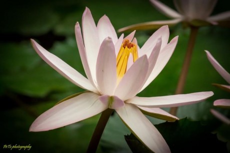 PeTo photography 009