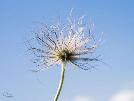 PeTo photography 016